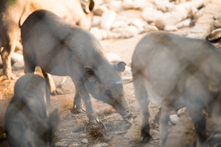 Nguyen Khoi Farm - Thịt lợn tự nhiên từ trang trại